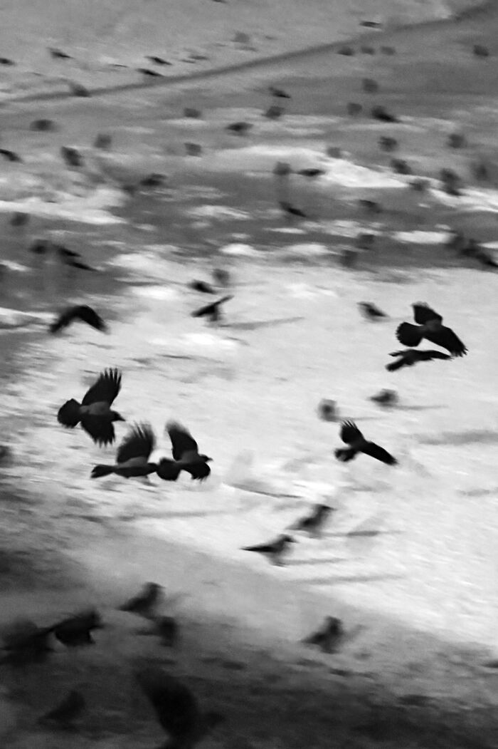 Стая | Пикабу