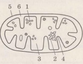 Цитология. клетка. егэ биология
