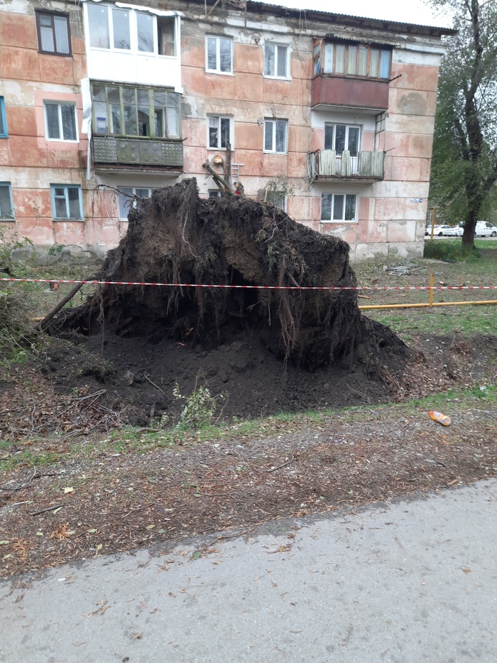 ИЗ ЗА СИЛЬНОГО ВЕТРА В КРЫМУ, ВЫРВАЛО С КОРНЕМ ДЕРЕВО | Пикабу