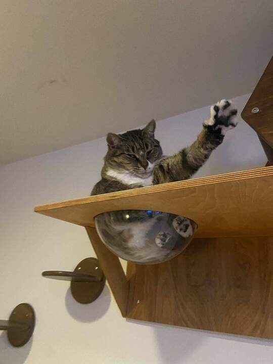 Бармен! Валерьянки и двух рыбов | Пикабу