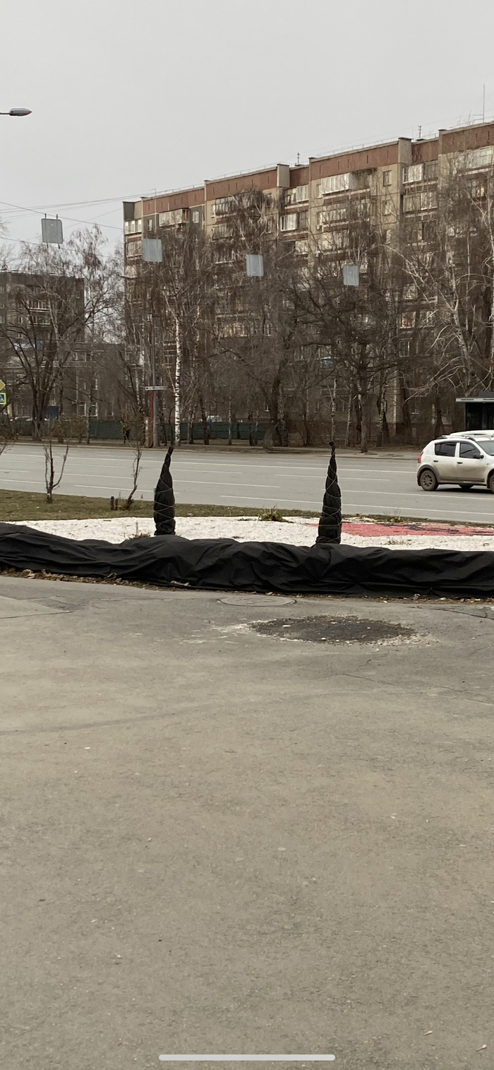 У дорожки выросли