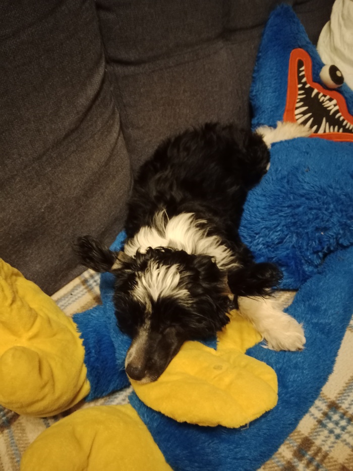 Моя новая собакирен