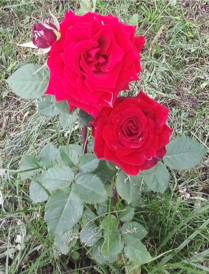 Привет из прошедшего лета Цветы, Роза, Цветение, Длиннопост, Мобильная фотография