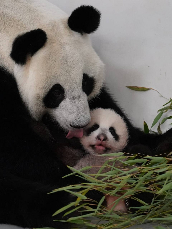 ������ �����