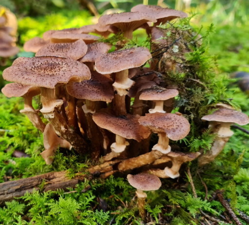 Опёнок тёмный