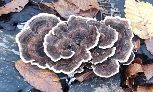 Траметес разноцветный