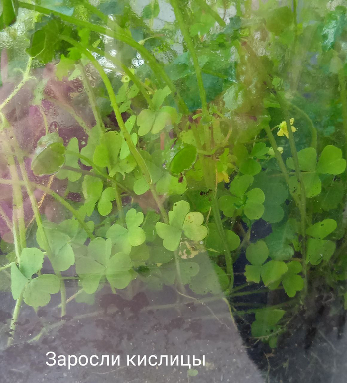 Так выглядела кислица два месяца назад