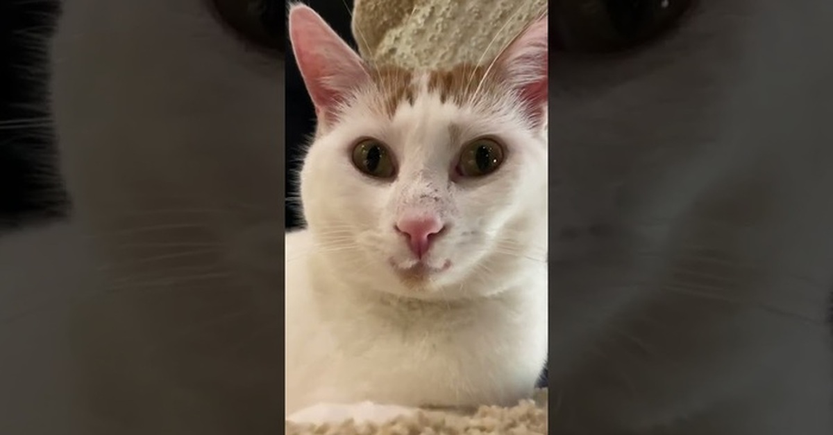 Самый милый котик в мире | Пикабу