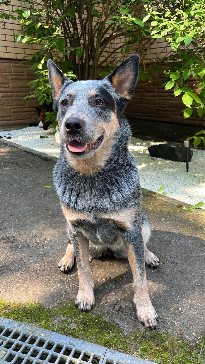 Привет! Меня Майли зовут)