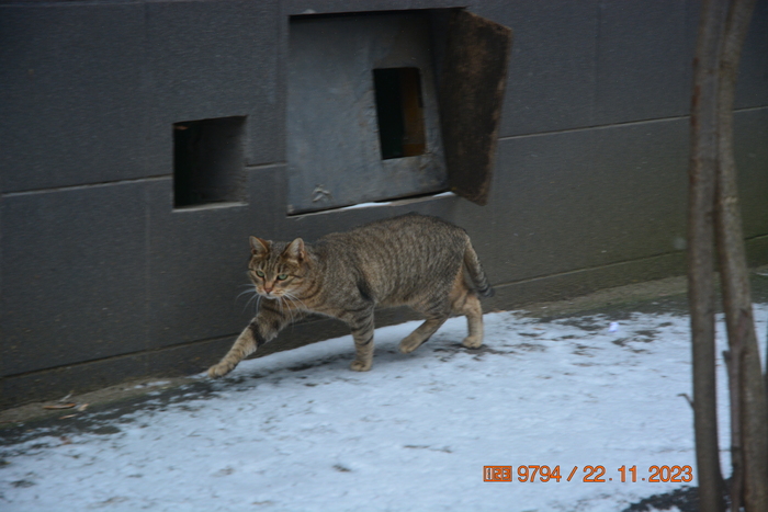 Напоследок любимые вами кошечки, конечно же c: