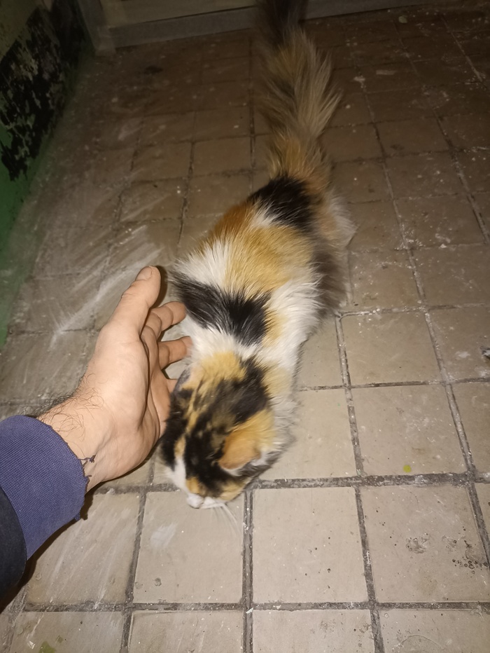  , ,   , 
