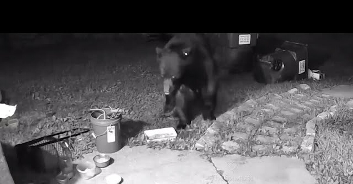 Медведь залез во двор. Пьяницы на детской площадке. Фото мишки во дворе на улице. Бездомные животные в санкт-петербурге. Прогнать со двора.