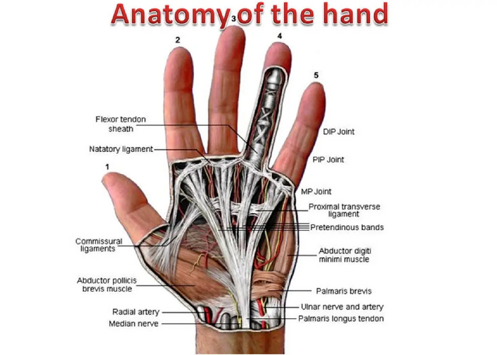 Суставы, связки, артерии и нервы рук