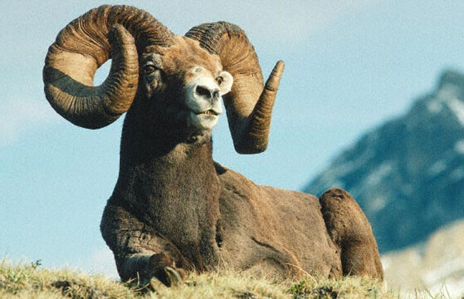 Самец аргали