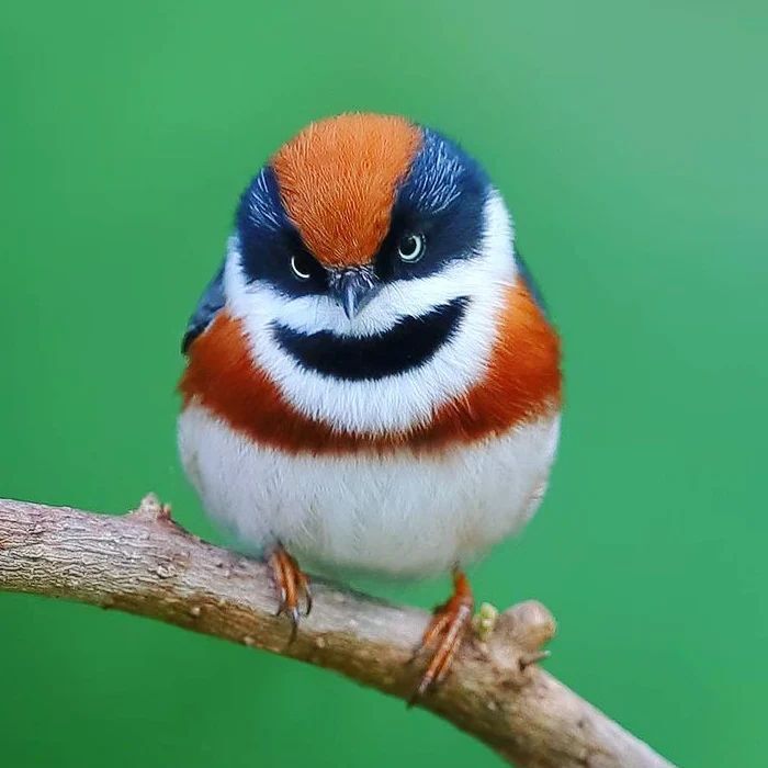 Рыжеголовая длиннохвостая синица