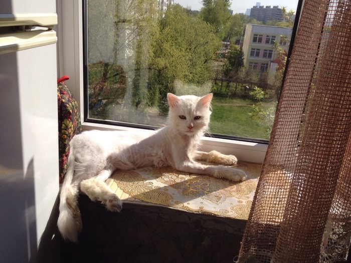 Вот он лысый красавец