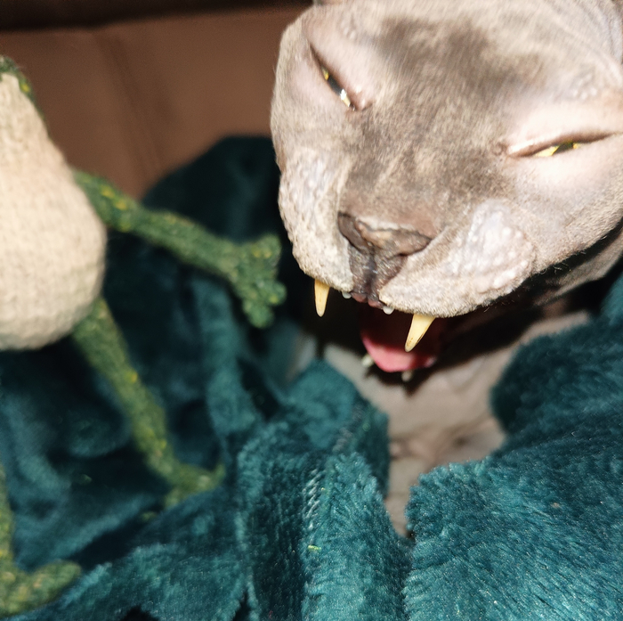 Тут есть лягушка