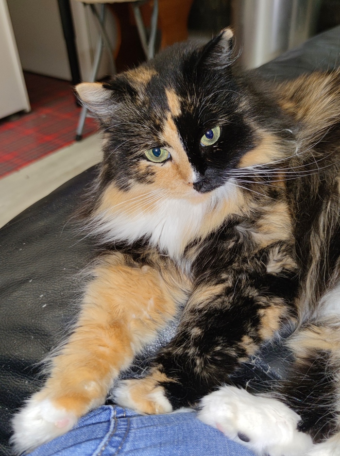 Кошки любят где лучше