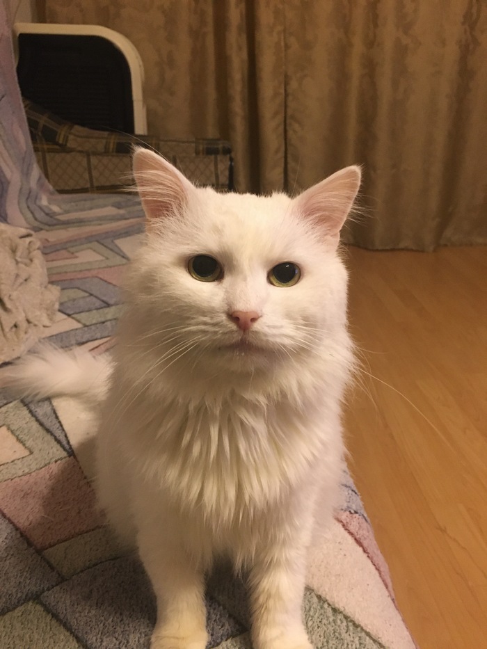 Что немного забавно, на фото не видно наверное, он был белым полностью, но были у него небольшие участки шерсти рыжего цвета