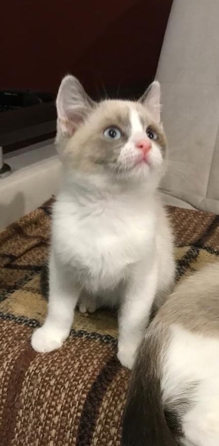 ����� (�������), 3,5 ������