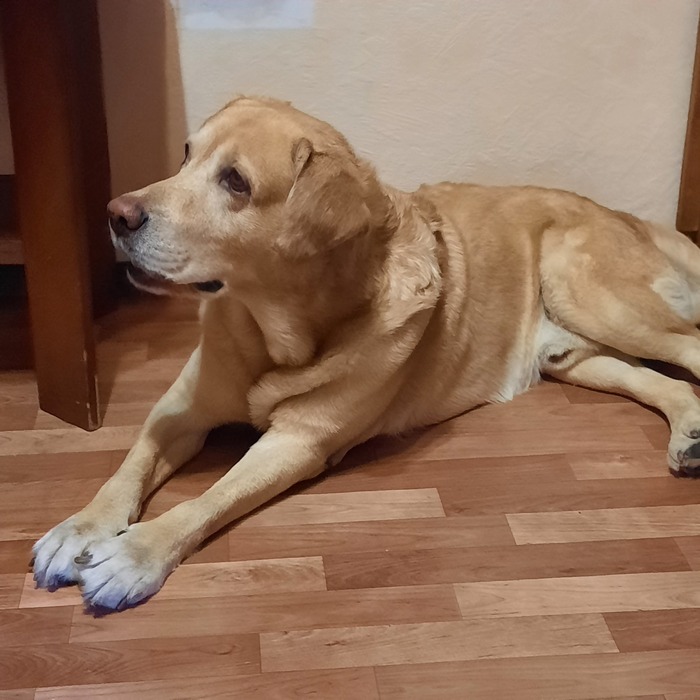 ��� ����� ���� �������