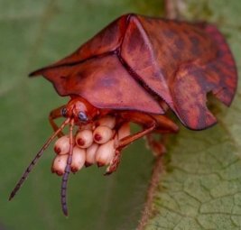 Под майкой сиськи трясутся - фото порно devkis