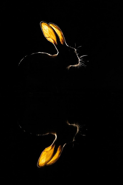     <a href="https://pikabu.ru/story/podvedenyi_itogi_konkursa_fotografiy_dikoy_prirodyi_npoty_2023_10865346?u=https%3A%2F%2Fru.wikipedia.org%2Fwiki%2F%D0%9A%D1%83%D1%81%D1%82%D0%B0%D1%80%D0%BD%D0%B8%D0%BA%D0%BE%D0%B2%D1%8B%D0%B9_%D0%B7%D0%B0%D1%8F%D1%86&t=%D0%BA%D1%83%D1%81%D1%82%D0%B0%D1%80%D0%BD%D0%B8%D0%BA%D0%BE%D0%B2%D0%BE%D0%B3%D0%BE%20%D0%B7%D0%B0%D0%B9%D1%86%D0%B0&h=716f398cabea9a297c63c412fe9f0ddedb590a6b" title="https://ru.wikipedia.org/wiki/_" target="_blank" rel="nofollow noopener">  </a>      