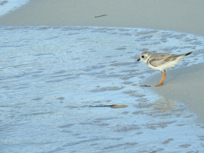  - Piping plover (Charadrius melodus). , ,  2023 , ,   , ,  , , , , , 2023, , YouTube, 