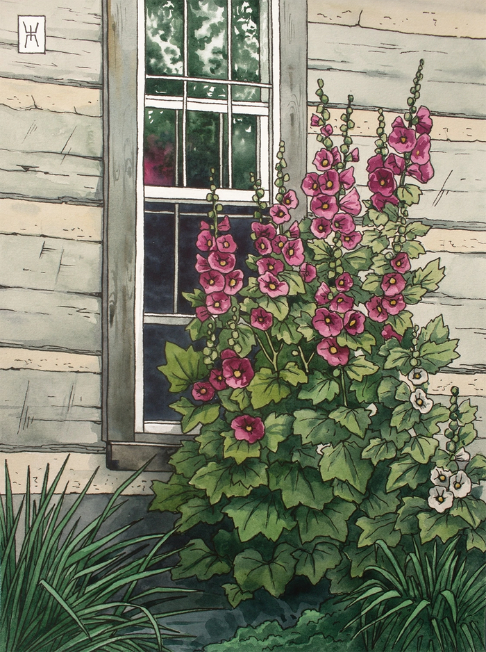 Акварелей показываю. Мальвы