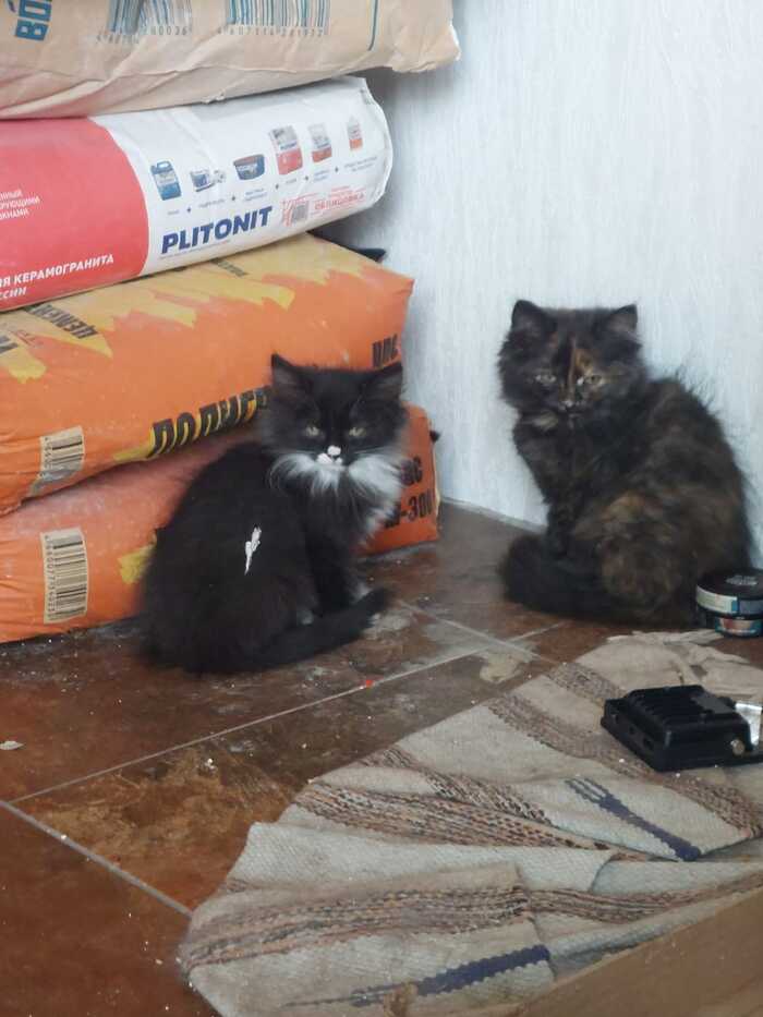 . -  , , ,   , 