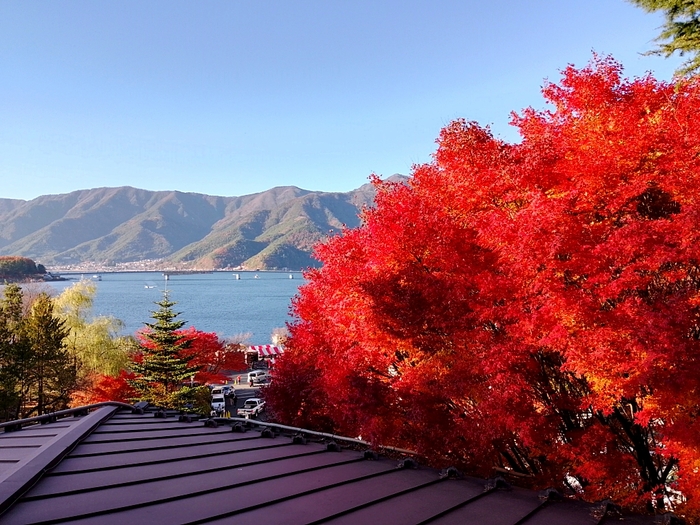 Клены кое где уже покраснели!