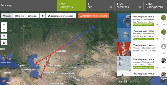 Миграционный путь фламинго