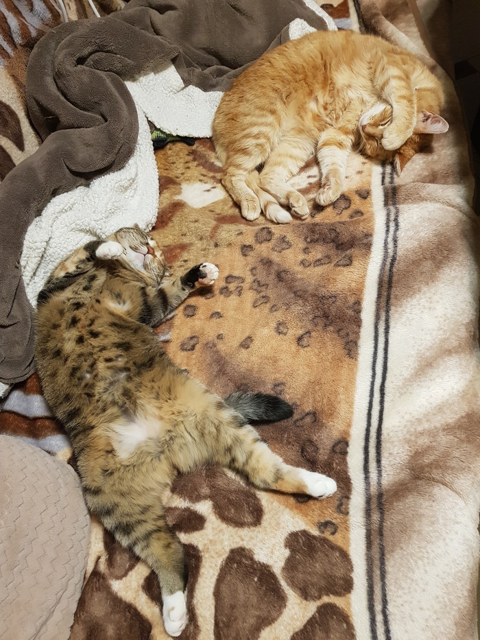 Режим тишины