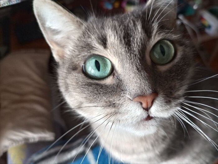 ����� ����