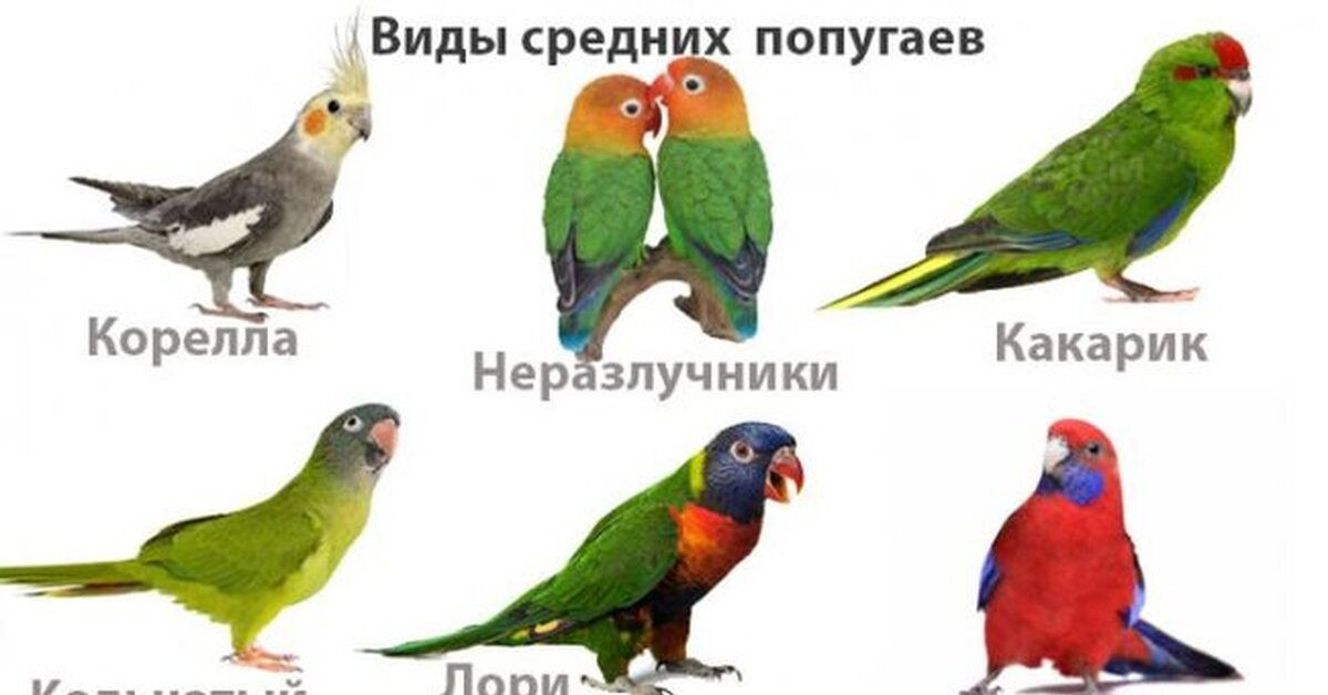 Какого Волнистого Попугая Лучше Купить