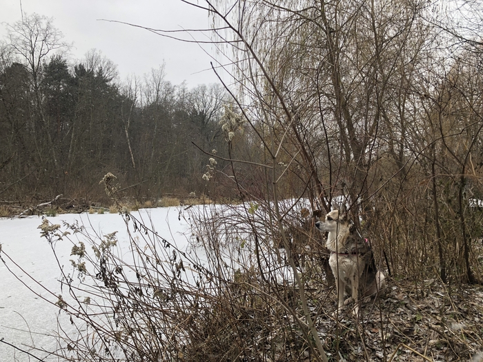 Осенний пейзаж с собакой)