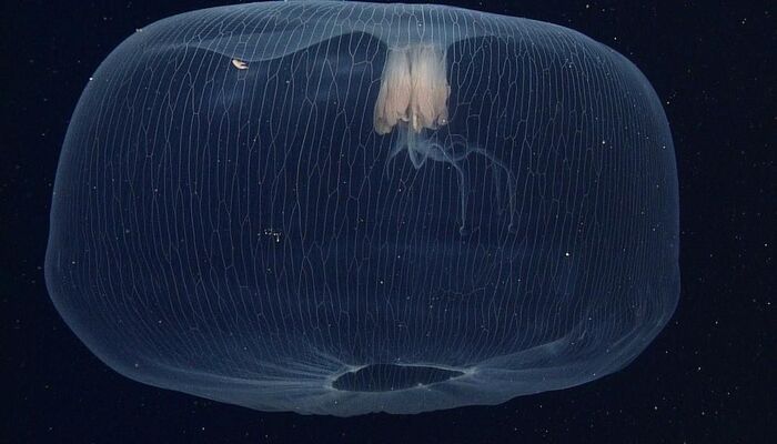 Источник: <!--noindex--><a href="https://pikabu.ru/story/kakoe_samoe_strashnoe_nechto_uvidennoe_v_okeane_imeet_fotograficheskoe_podtverzhdenie_10876207?u=http%3A%2F%2Fwebinfo.kz%2Fwp-content%2Fuploads%2F2019%2F09%2Fwebinfo.kz-9.09.2019-GB8ibILXSWjssAKJ20TiN3awj9Vi5q5M-e1568017506117-298x168.jpg&t=webinfo.kz%2Fwp-content%2Fuploads%2F2019%2F09%2Fwebinfo.kz-9.09...&h=d53664a6149125b2999f72502f9df62260afe5a4" title="http://webinfo.kz/wp-content/uploads/2019/09/webinfo.kz-9.09.2019-GB8ibILXSWjssAKJ20TiN3awj9Vi5q5M-e..." target="_blank" rel="nofollow noopener">webinfo.kz/wp-content/uploads/2019/09/webinfo.kz-9.09...</a><!--/noindex-->