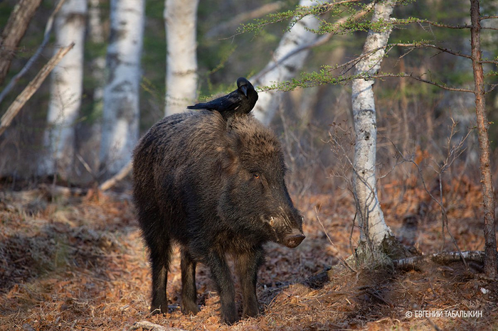 <a href="https://pikabu.ru/story/zhizn_kabanya_10876685?u=https%3A%2F%2Ft.me%2Fsikhote_aline%2F1136&t=%D0%A1%D0%B5%D0%B7%D0%BE%D0%BD%20%D1%80%D0%B0%D0%B7%D0%BC%D0%BD%D0%BE%D0%B6%D0%B5%D0%BD%D0%B8%D1%8F&h=6cf9b6cb465b74d84fca356f114ab32093802726" title="https://t.me/sikhote_aline/1136" target="_blank" rel="nofollow noopener">Сезон размножения</a> у кабанов обычно растянут с ноября по январь. Сихотэ-Алинский заповедник (Приморский край)