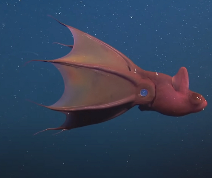 Источник: <!--noindex--><a href="https://pikabu.ru/story/kakoe_samoe_strashnoe_nechto_uvidennoe_v_okeane_imeet_fotograficheskoe_podtverzhdenie_10876207?u=http%3A%2F%2Fhightech.fm%2Fwp-content%2Fuploads%2F2022%2F03%2Fvampyroteuthis_photo13.jpg&t=hightech.fm%2Fwp-content%2Fuploads%2F2022%2F03%2Fvampyroteuthis...&h=74a4f64faf2df75d15df96350e50433f64b62ea1" title="http://hightech.fm/wp-content/uploads/2022/03/vampyroteuthis_photo13.jpg" target="_blank" rel="nofollow noopener">hightech.fm/wp-content/uploads/2022/03/vampyroteuthis...</a><!--/noindex-->