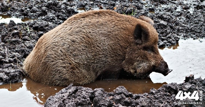 Не грязнуля: кабан – животное исключительно чистоплотное, а грязевые ванны спасают от жары и докучливого гнуса