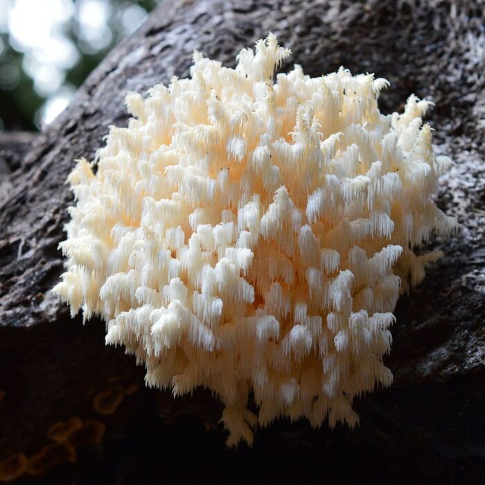 Ежовик коралловидный