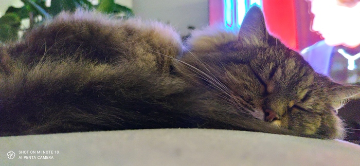 Спокойной ночи, котаны