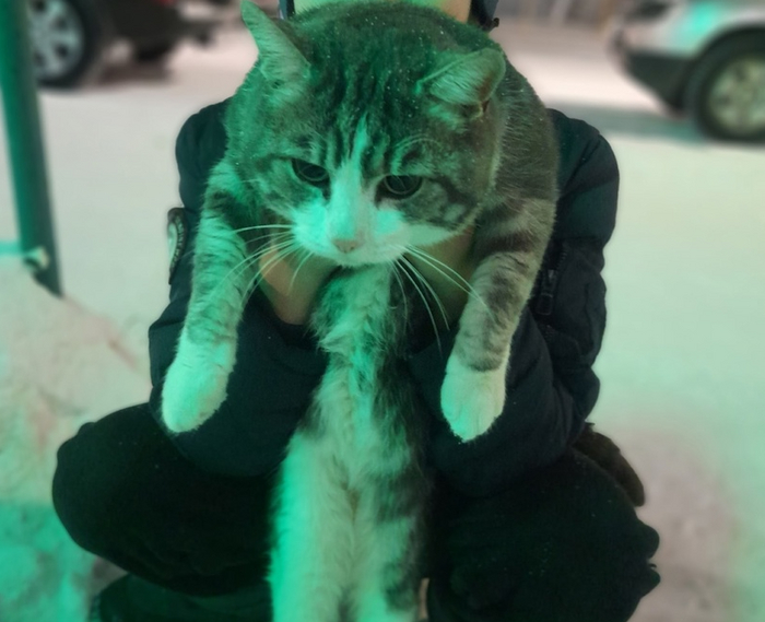 Нарьян-Мар. Котик мечтает найти тёплый дом под Новый год