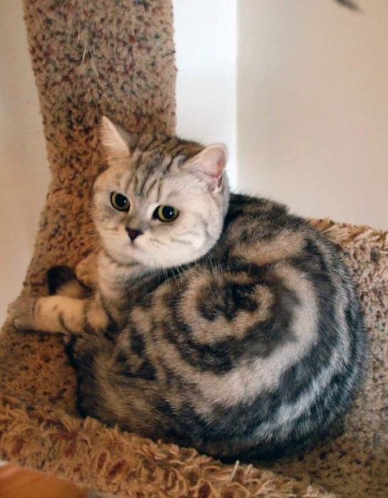 Кот-улитка)