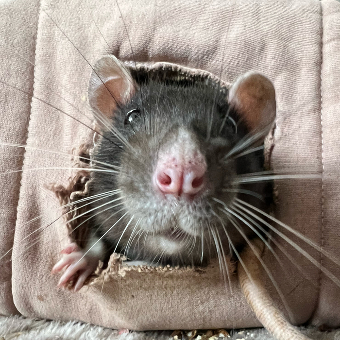 Крысофото месяца (ноябрь): итоги Креатив, Конкурс, Декоративные крысы, Крыса, Результат, Победители, Крысиные хроники, Домашние животные, Длиннопост