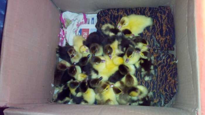 индоутята, только вылупились и обсохли под мамкой.