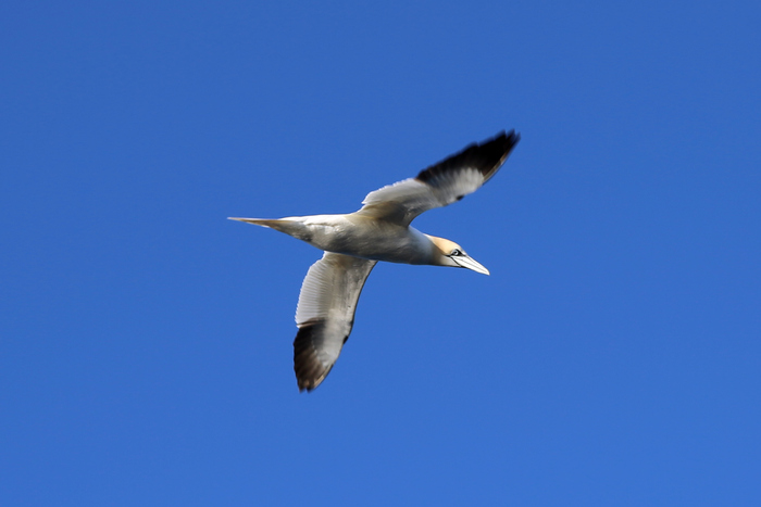 Олуша северная