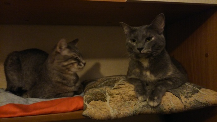 А это она (справа) и младшенький наш, Марс (слева) - примерно год назад, ей уже 4, коту примерно 3 года)