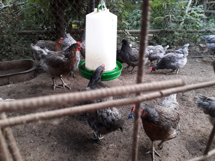 Доминант Д-107