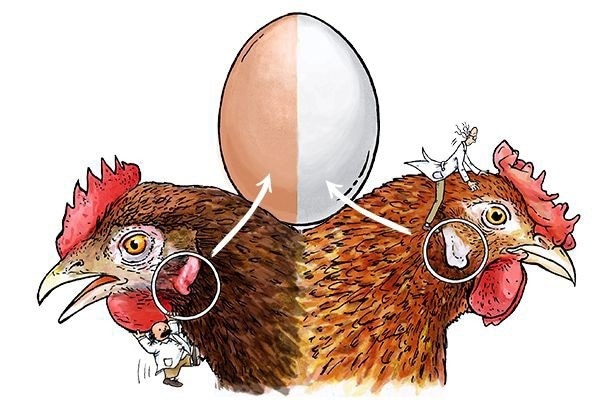 Какие яйца лучше — белые или коричневые? Питание, Яйца, Курица, Длиннопост
